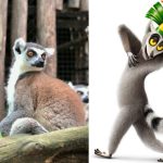 Lemur ekor cincin yang menjadi isnpirasi karakter king julien di film animasi madagscar Doc m dhiyaul haq